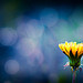 copyright by CarolynsHope
